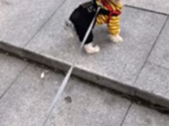 -八公叔叔宠物美容连锁(春申店)