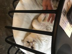 -喵屿·大理花园猫咖