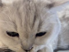 -藏猫猫咖啡主题馆(中央大道店)