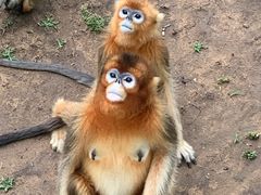 -西霞口神雕山野生动物世界