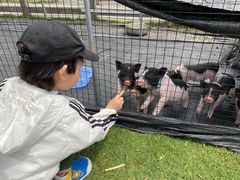 -前小桔亲子创意农场·草莓采摘·露营烧烤