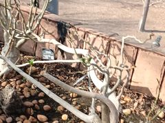 -北京植物园-展览温室