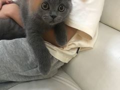 -lincat·猫舍(广州店)