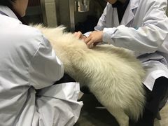 -暖阳宠物医院·犬猫康复中心·骨科