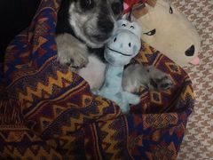 -康乐宝动物医院