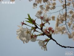 -浙江省杭州高级中学(贡院校区)