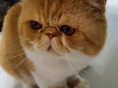 -糯米喵星人·撸猫猫舍咖啡馆(西市场嘉华店)