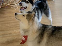 -Husky Go! 哈士奇体验馆·宠物咖啡厅狗咖