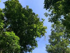 -西双版纳原始森林公园