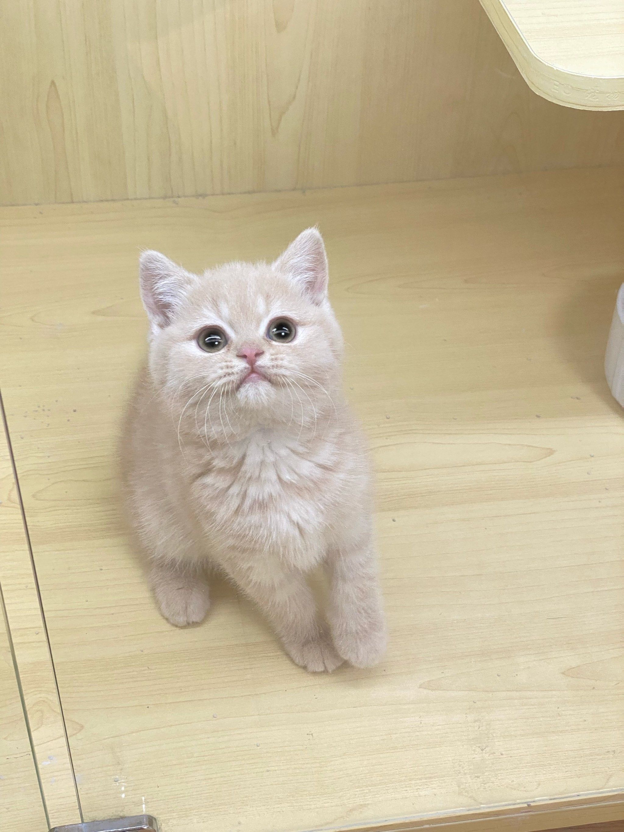 谁能拒绝傻憨憨的小猫咪 #这样萌萌的小毛孩可爱的不像话了 #英短