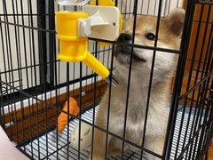 -1013 PET SHOP精品宠物商店(丁香店)
