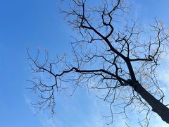 -盘龙城国家考古遗址公园