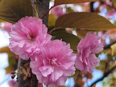 -新繁老號豌豆汤饭店·江湖菜(宝光寺店)