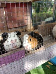 -萌宠亲子动物乐园(槐房万达店)