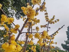 -无锡梅园公园