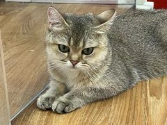 -COLOR PETS 撸猫馆·购猫·猫咖(长风大悦城店)