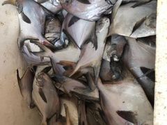 -王四营海鲜市场
