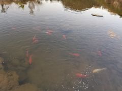 -福建土楼（华安）旅游区•大地土楼群