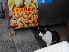 -美美阿姨醋肉(县后路店)