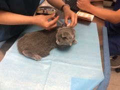 -喜多萌中农锦绣动物医院24H·猫科·牙科MRI·CT