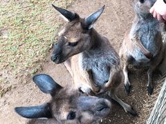 -费瑟代尔野生动物园