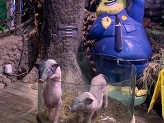 -正佳雨林生态植物园