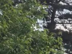 -黑龙江省森林植物园