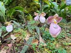 -深圳市中科院仙湖植物园