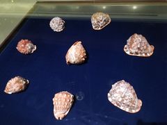 -青岛贝壳博物馆