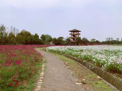 -杭州湾海上花田景区