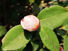 -田园东方蜜桃村的田野营地