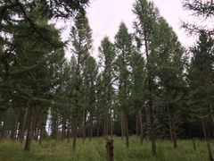 -塞罕坝国家级自然保护区