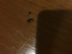 -曼谷王子宫殿酒店