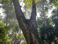 -西双版纳原始森林公园