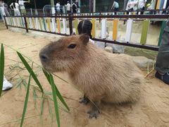 -西霞口神雕山野生动物世界