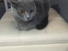 -喵的天空名猫咖啡馆·撸猫·猫舍·用品
