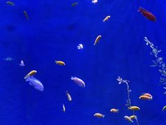 -欢乐海岸海洋奇梦馆