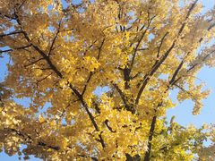 -大兴滨河森林公园