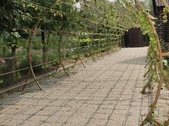 -西青郊野公园