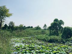-宁波杭州湾国家湿地公园