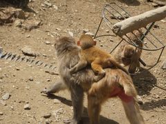 -栾川竹海野生动物园