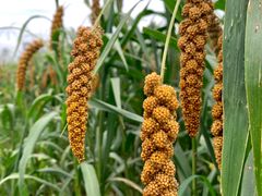 -中国天府农业博览园