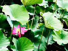 -素心小筑(后沙裕镇店)