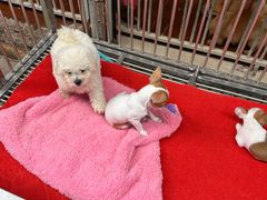 -桂林市花鸟市场