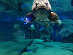 -成都浩海立方海洋公园