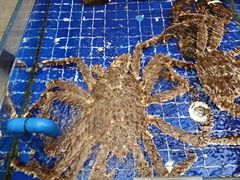 -船歌·鱼水饺青岛菜(闽江二路店)