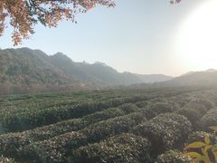 -中国茶叶博物馆(双峰馆区)