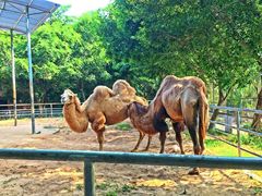 -广东茂名森林公园