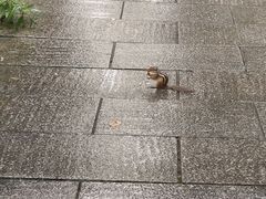 -汤旺河林海奇石景区