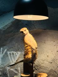 -Zoolung Zoolung动物主题公园(海信广场店)